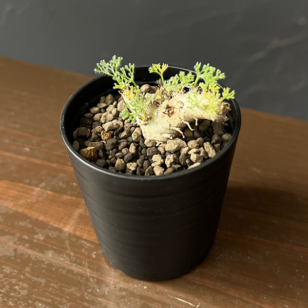 モンソニア:ペニクリナム×ムルチフィダ 2.5号鉢植え