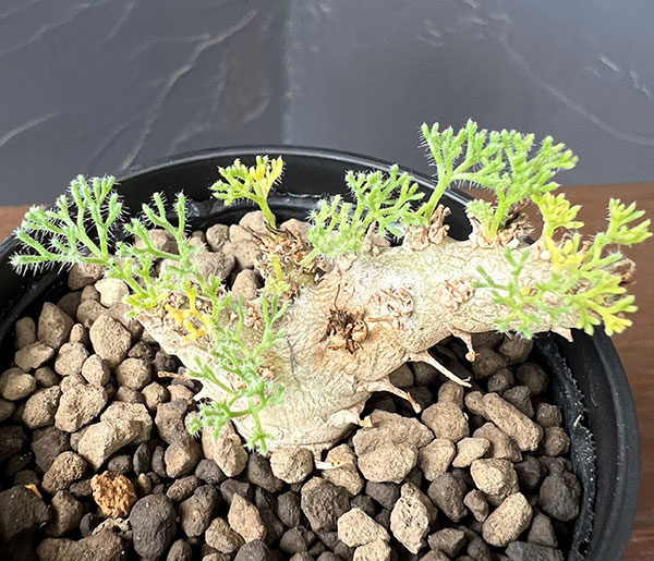 モンソニア:ペニクリナム×ムルチフィダ 2.5号鉢植え