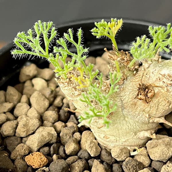 モンソニア:ペニクリナム×ムルチフィダ 2.5号鉢植え
