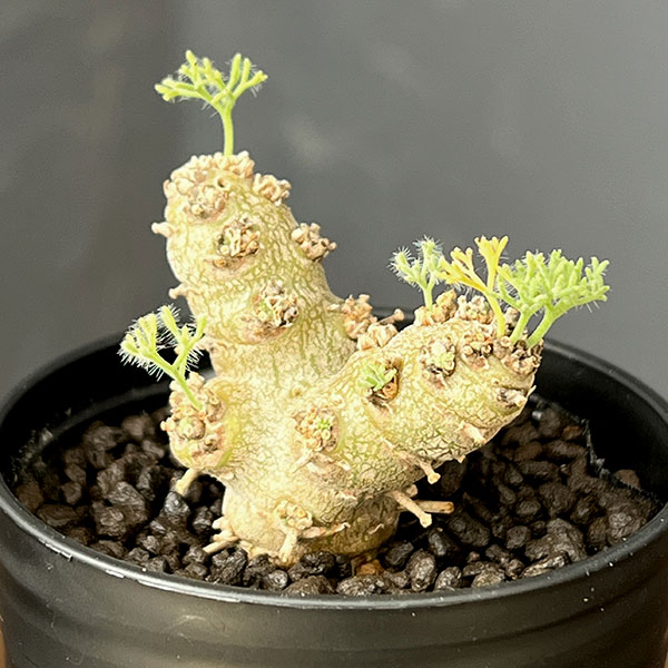 モンソニア:ペニクリナム×ムルチフィダ 2.5号鉢植え
