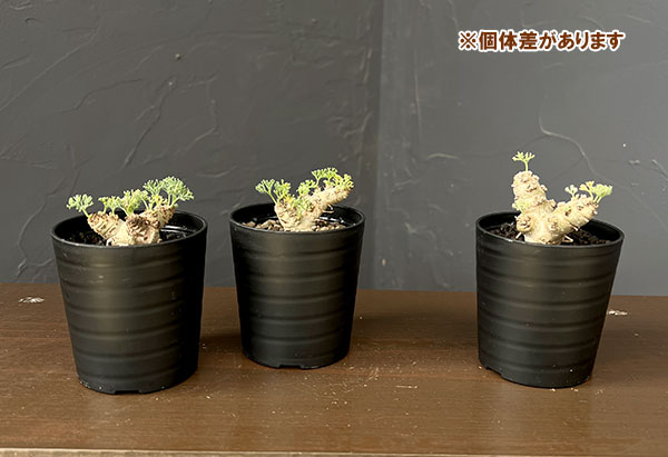 モンソニア:ペニクリナム×ムルチフィダ 2.5号鉢植え