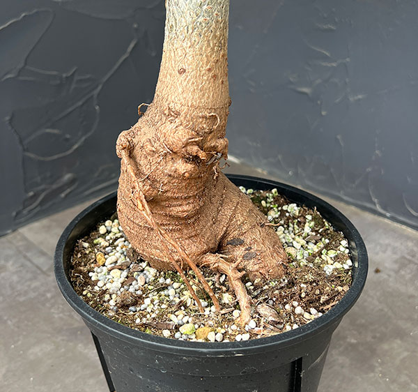 バオバブ:ディギタータ(実生株) 6号鉢植え26-01