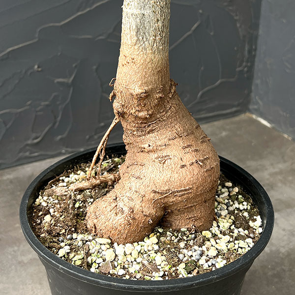 バオバブ:ディギタータ(実生株) 6号鉢植え26-01