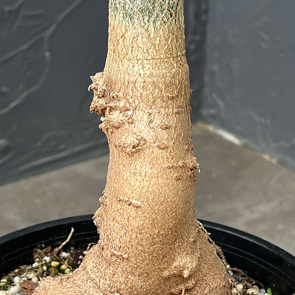 バオバブ:ディギタータ(実生株)6号鉢植え26-03
