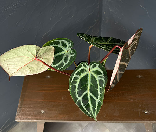 アンスリウム(原種):Rクリスタリナム(NSE)#1×Rクリスタリナム(NSE)#2 3.5号鉢植え26-01