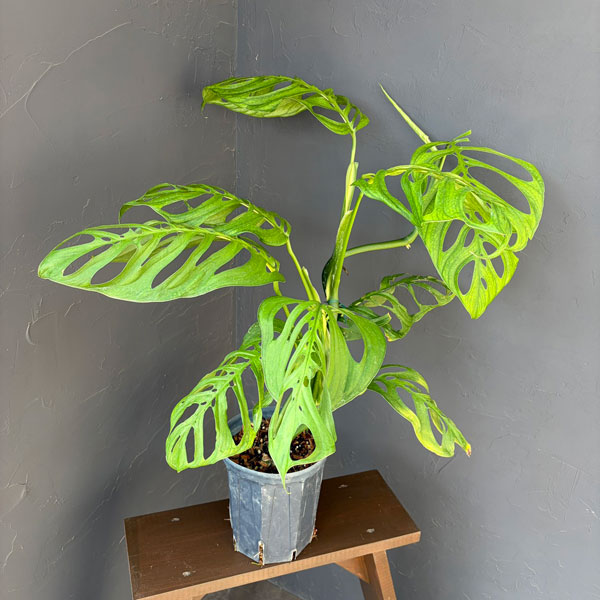 モンステラ:エピプレムノイデス エスケレート 6号鉢植え