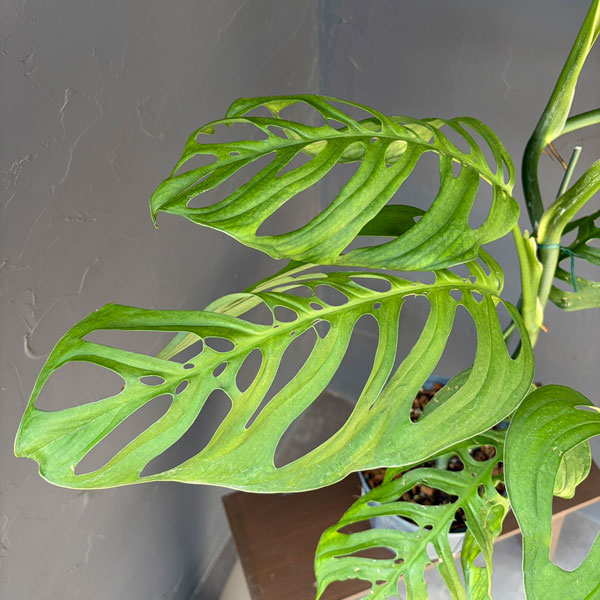 モンステラ:エピプレムノイデス エスケレート 6号鉢植え
