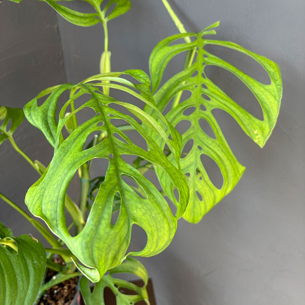 モンステラ:エピプレムノイデス エスケレート 6号鉢植え