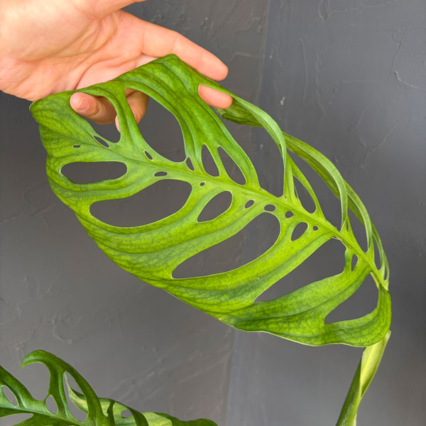 モンステラ:エピプレムノイデス エスケレート 6号鉢植え