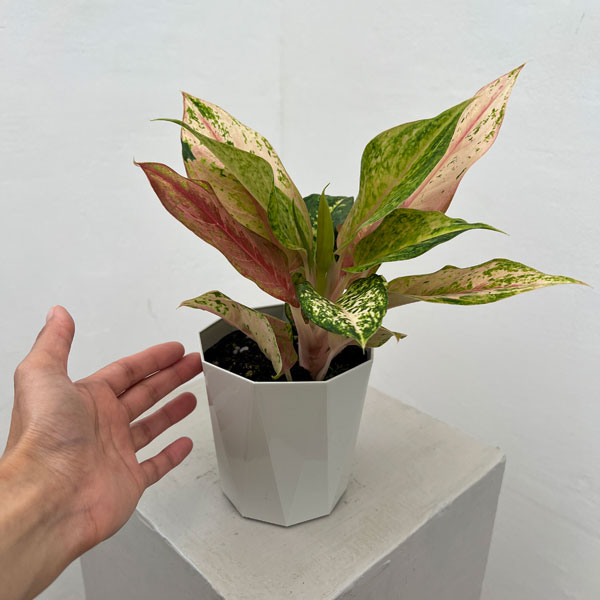 アグラオネマ：ライトオブダイヤモンド　4号鉢植え