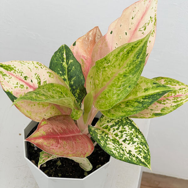 アグラオネマ：ライトオブダイヤモンド　4号鉢植え