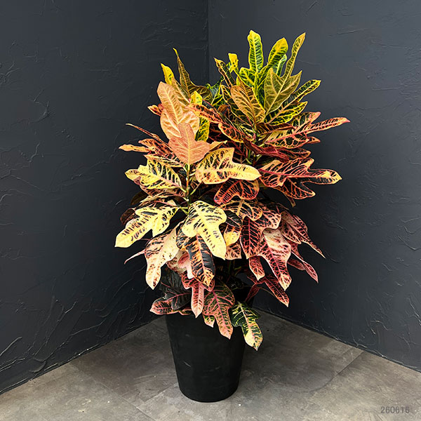 クロトン:エクセレントスペシャル8号鉢植え