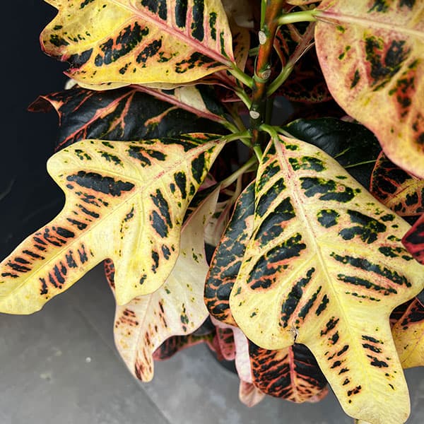 クロトン:エクセレントスペシャル8号鉢植え