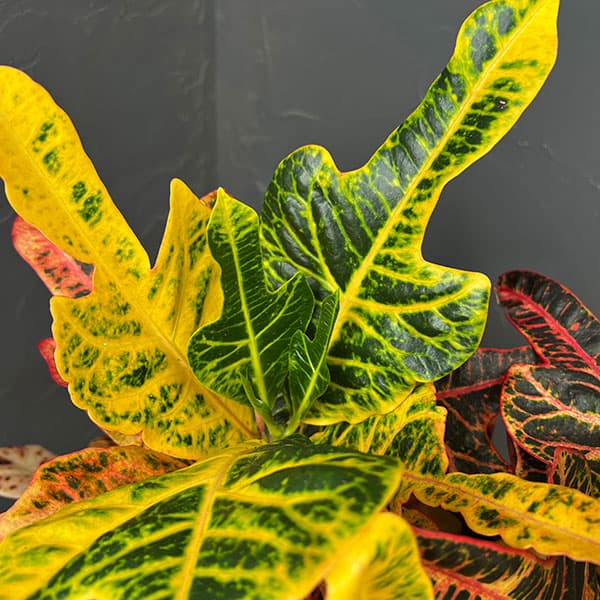 クロトン:エクセレントスペシャル8号鉢植え