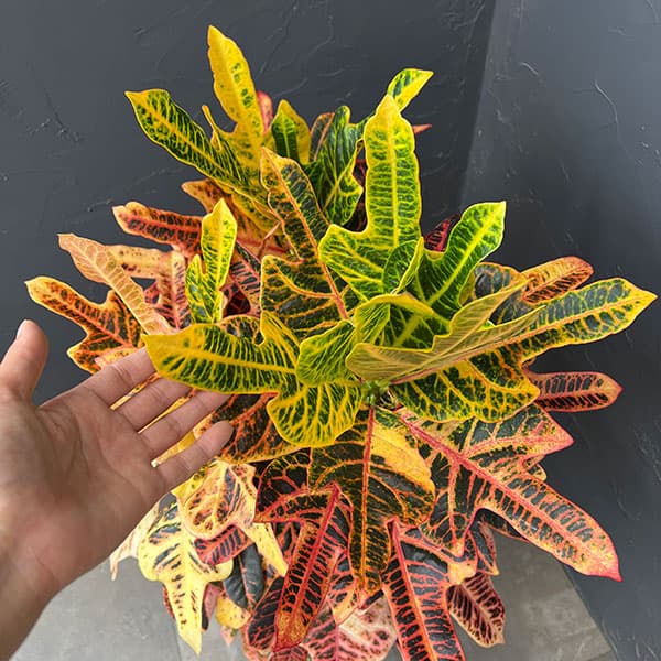 クロトン:エクセレントスペシャル8号鉢植え