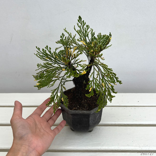 イワヒバ（イワマツ）：おまかせ盆栽仕立て　4号鉢植え