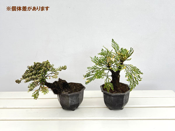 イワヒバ（イワマツ）：おまかせ盆栽仕立て　4号鉢植え