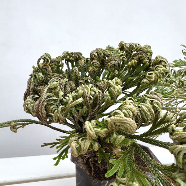 イワヒバ（イワマツ）：おまかせ盆栽仕立て　4号鉢植え