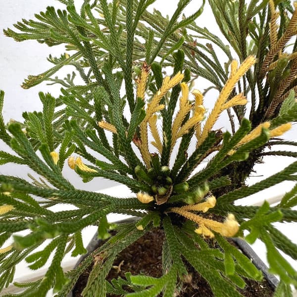 イワヒバ（イワマツ）：おまかせ盆栽仕立て　4号鉢植え