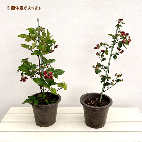 園芸ネット本店｜ブラックベリー6号鉢植え[2026年6月実付き株] の通販
