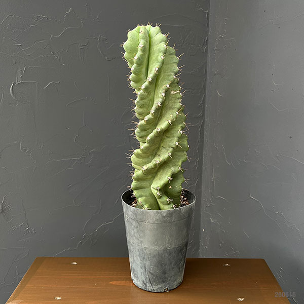 セレウス :ペルビアナス(ぺルヴィアナス)スピラリス 5号鉢植え