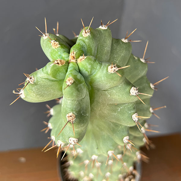 セレウス :ペルビアナス(ぺルヴィアナス)スピラリス 5号鉢植え