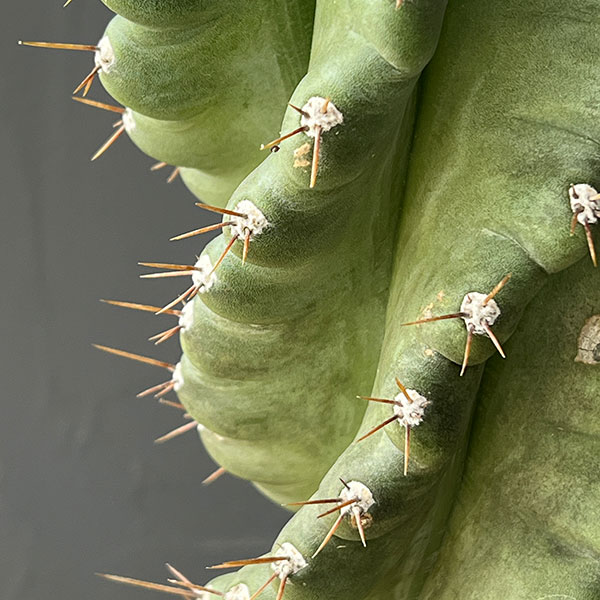 セレウス :ペルビアナス(ぺルヴィアナス)スピラリス 5号鉢植え
