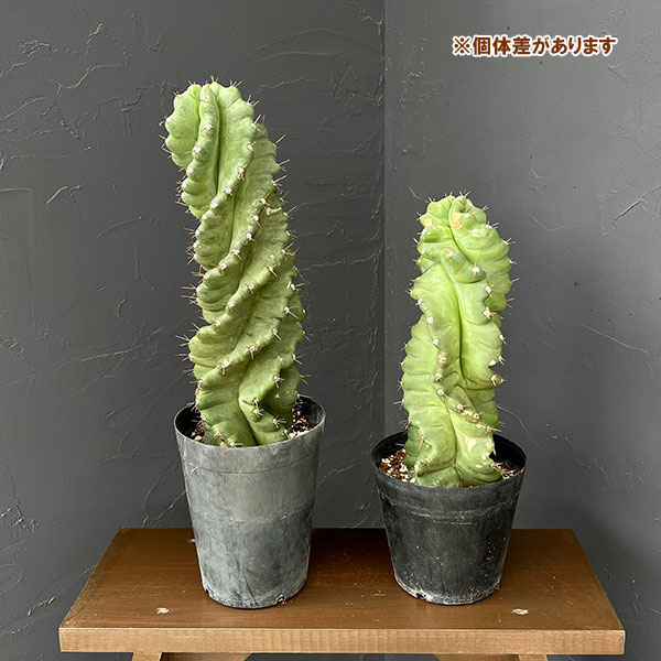 セレウス :ペルビアナス(ぺルヴィアナス)スピラリス 5号鉢植え