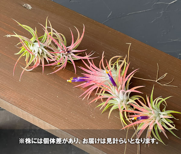 チランジア：イオナンタ*