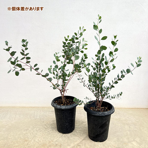 クレマファクトリーさんのユーカリ:ウェブステリアナ(リトルハート)6号鉢植え