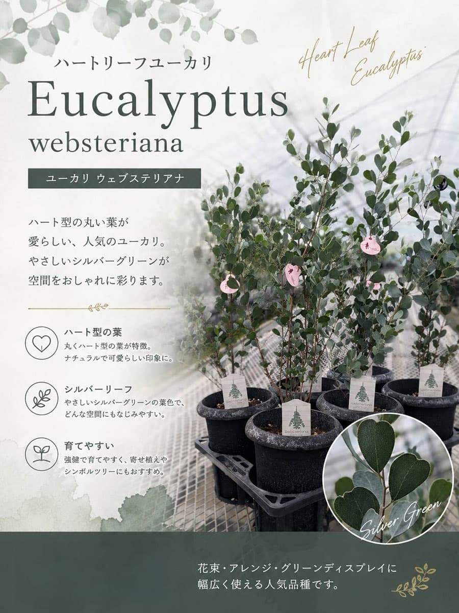 クレマファクトリーさんのユーカリ:ウェブステリアナ(リトルハート)6号鉢植え