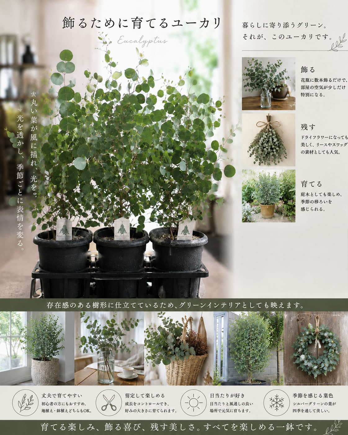 クレマファクトリーさんのユーカリ:ポリアンセモス6号鉢植え