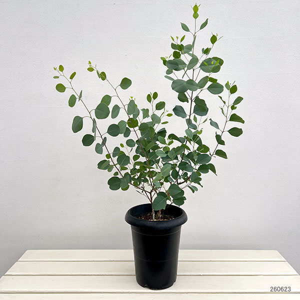 クレマファクトリーさんのユーカリ:ポリアンセモス6号鉢植え