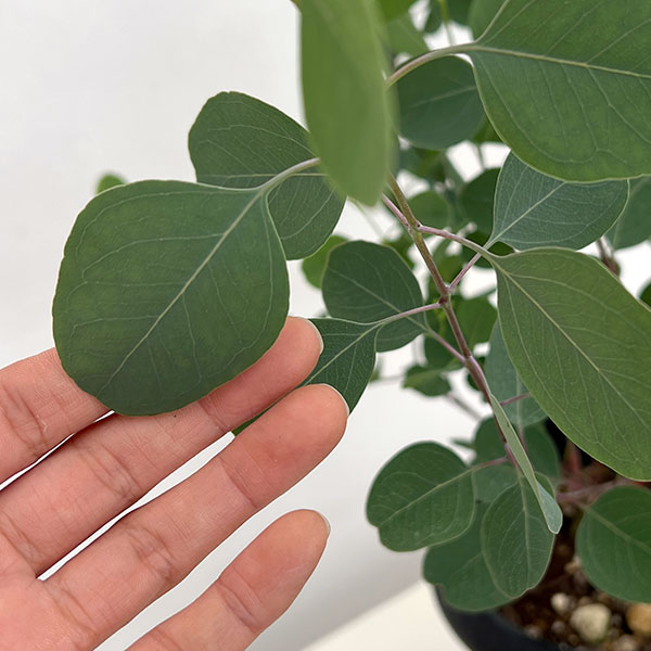 クレマファクトリーさんのユーカリ:ポリアンセモス6号鉢植え
