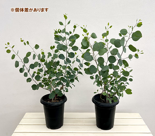 クレマファクトリーさんのユーカリ:ポリアンセモス6号鉢植え