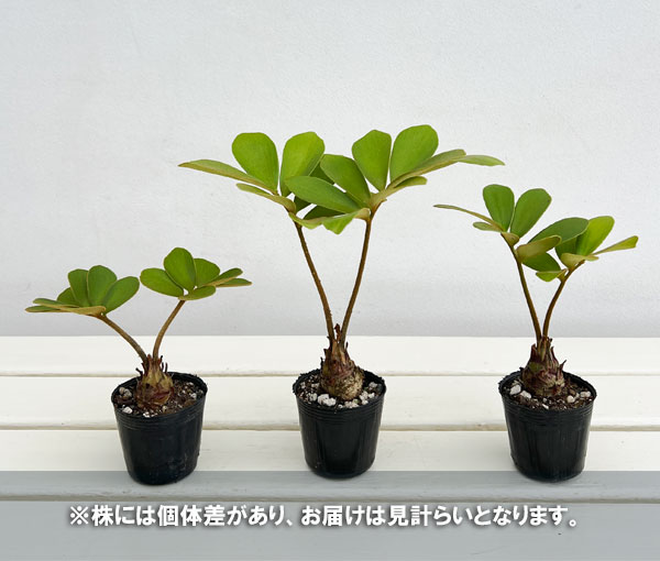 ザミア:フルフラセア 2号ポット