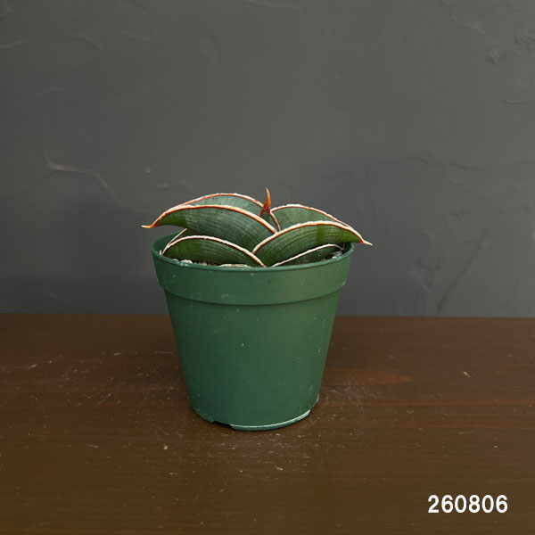 サンセベリア：ロリダ 　2.5号鉢植え**