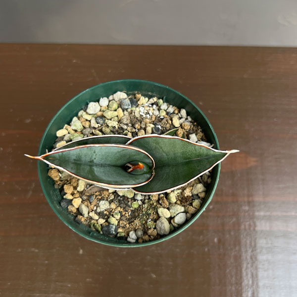 サンセベリア：ロリダ 　2.5号鉢植え**