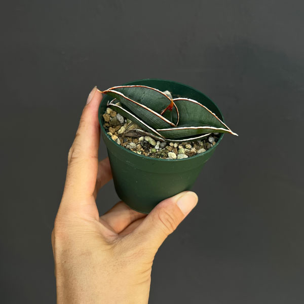 サンセベリア：ロリダ 　2.5号鉢植え**