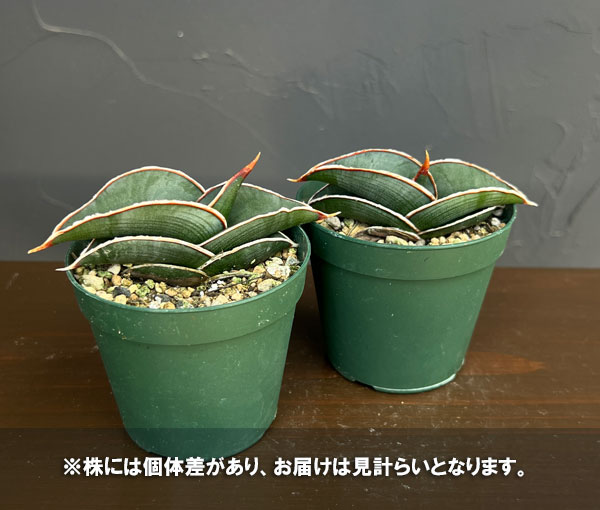 サンセベリア：ロリダ 　2.5号鉢植え**