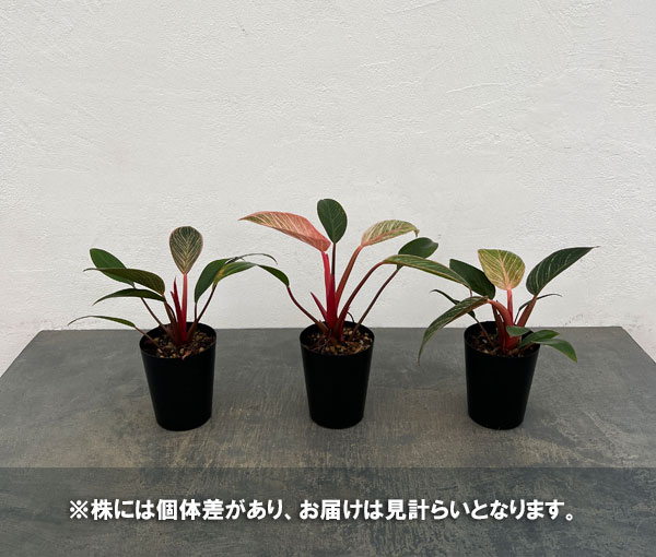 フィロデンドロン:ピンクバーキン 3号ポット