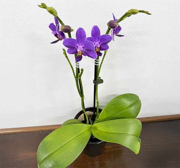 ミディコチョウラン:碧(あおい)2本立ち4号鉢植え