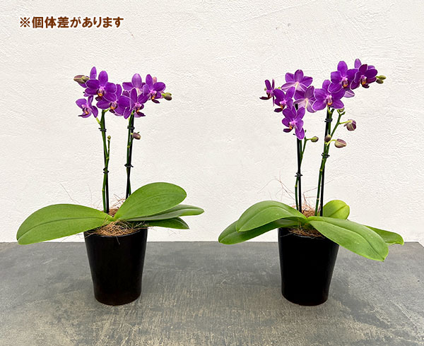ミディコチョウラン:碧(あおい)2本立ち4号鉢植え