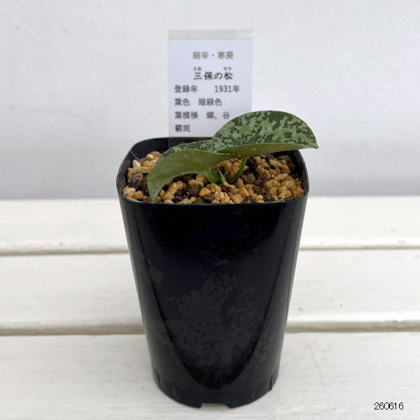 カンアオイ(寒葵):三保の松(ミホノマツ)3号ポット