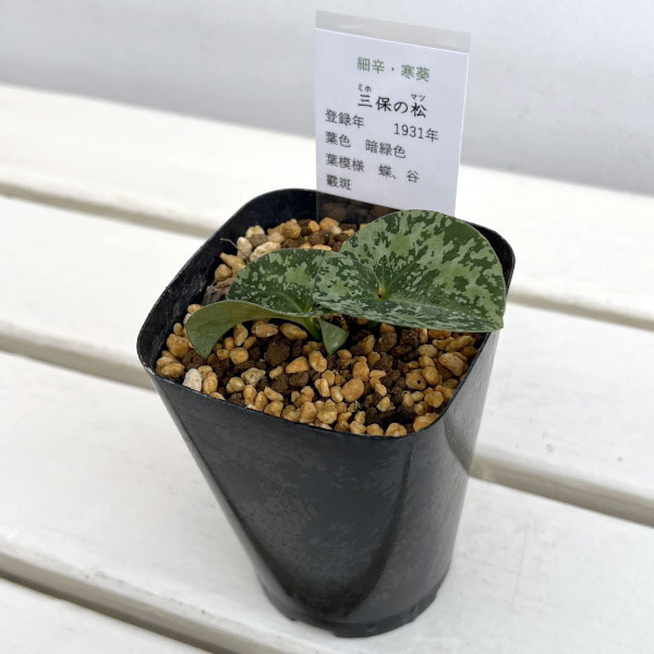 カンアオイ(寒葵):三保の松(ミホノマツ)3号ポット