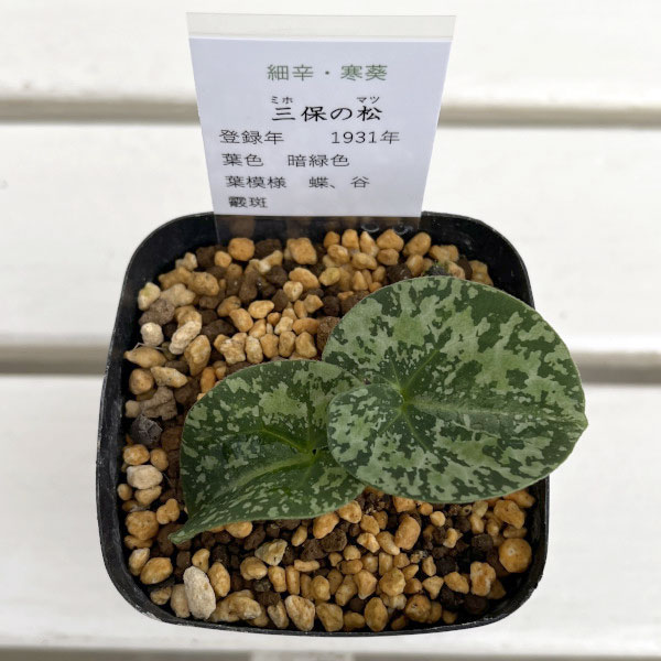 カンアオイ(寒葵):三保の松(ミホノマツ)3号ポット