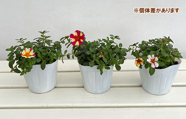 ポーチュラカ:シーグラス5色植え3.5号ポット