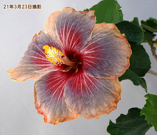 ハイビスカス:トレードマーク 4.5号ポット植え