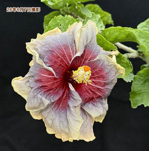 ハイビスカス:トレードマーク 4.5号ポット植え