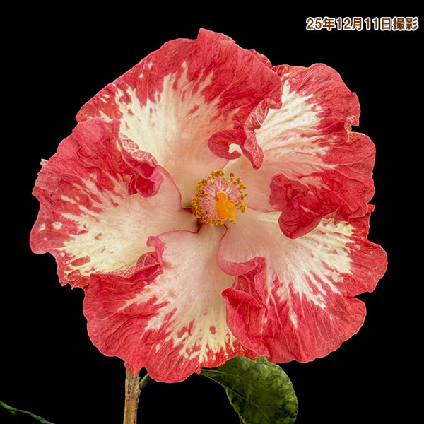 ハイビスカス:フージャース 4.5号ポット植え